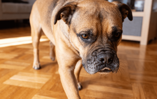 Chien dans un logement pouvant causer des troubles de voisinage