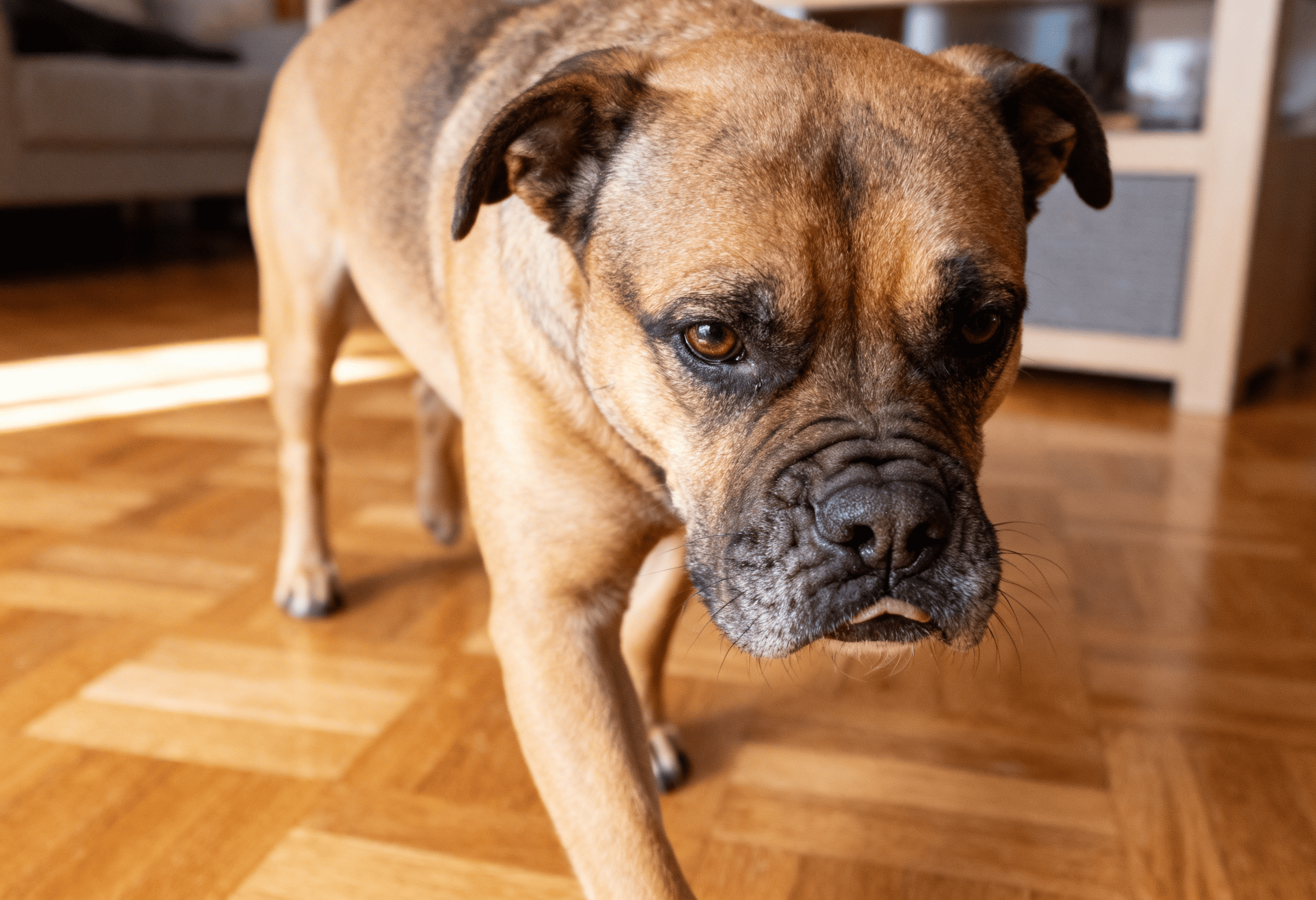 Chien dans un logement pouvant causer des troubles de voisinage